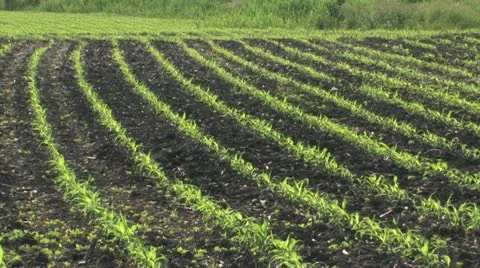 Farm Pan Stock-Footage 11123187