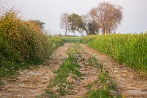 Farm Path Running Between Green Wheat Fields in Countryside Фото