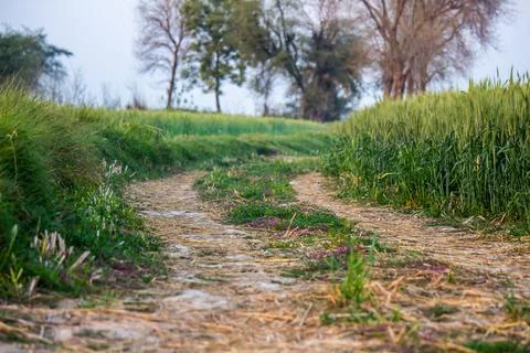 Farm Path Running Between Green Wheat Fields in Countryside Фото