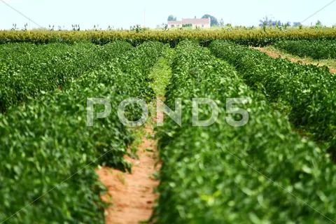 Farm Stock Photos