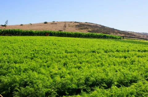 Farm Stock-Fotos