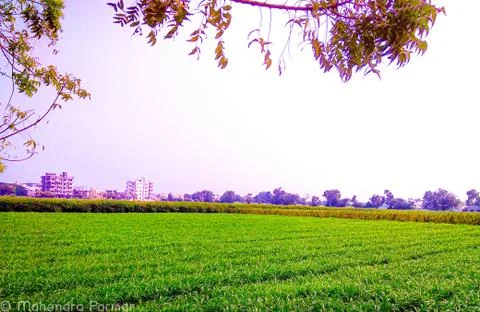 Farm Фото