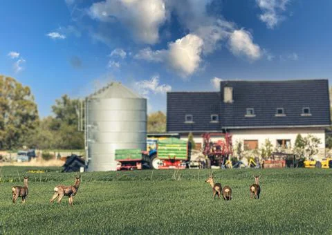 Farm Stock Photos