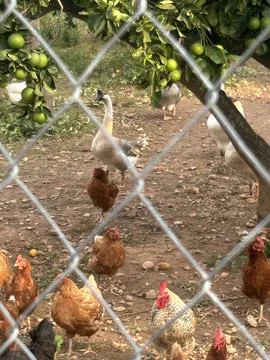 The Farm Stock Photos