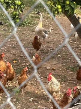 The Farm Stock Photos