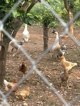 The Farm Stock Photos