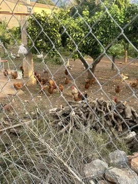 The Farm Stock Photos