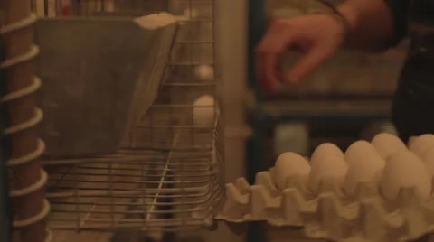 AT THE FARM - PICKING UP CHICKEN EGGS.mp4 Stock Footage 46996131