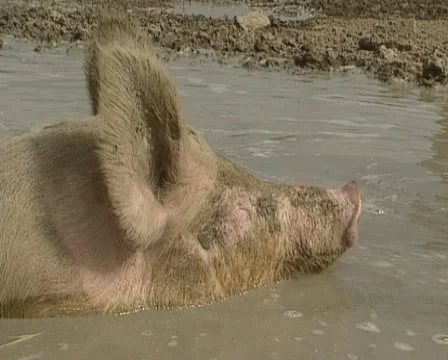 Farm pig in the mud - close up. Stock Footage 53896281
