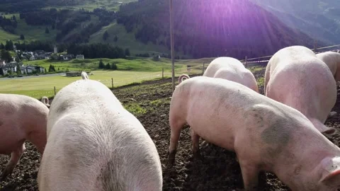 Farm Pigs Stock Footage 156786493