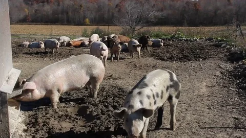 Farm Pigs in the Hog Pen Stock Footage 73910949