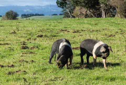 Farm pigs Stock Photos