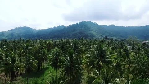 Farm plam trees Stock Footage 156553002