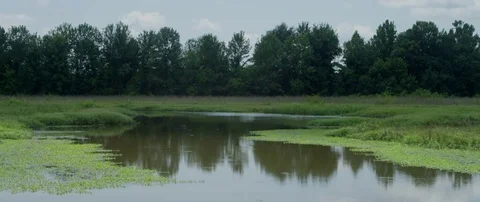 Farm pond 4k Stock Footage 78430502