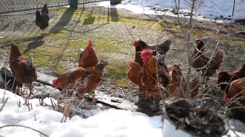 Farm poultry yard: free-range roosters, chickens in winter Stock Footage 152506749