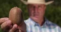 Farm Producer Present Close Up Sweet Antioxidant Healthy Kiwi Exotic Fruit 4k or 4k+ Resolution