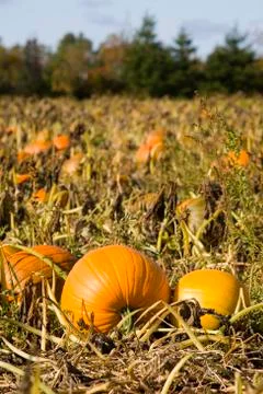 Farm pumpkins Stock Photos