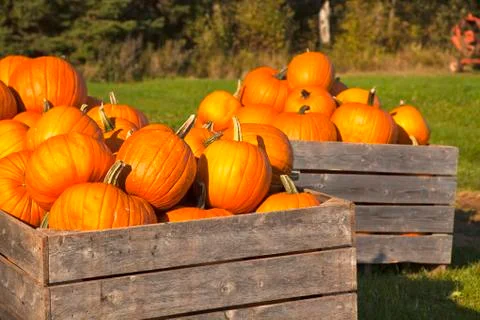 Farm pumpkins Stock Photos