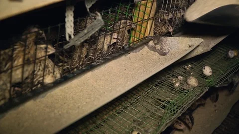 Farm quail sit in cages 库存影片 123045792