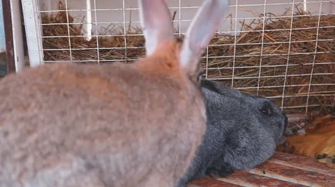 Farm rabbits in cage Stock Footage 67941713