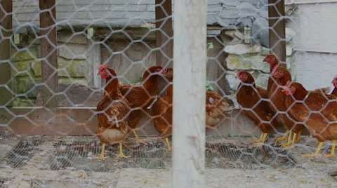 Farm Raised Chickens Stock Footage 41022939