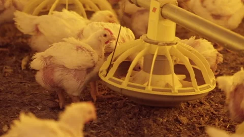 Farm-raised chickens Stock Footage 135770234