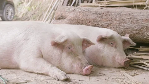 Farm raised pigs resting Stock Footage 84001577
