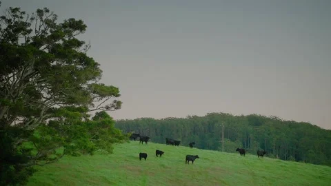 Farm / Ranch / Cows / Cattle in field on farm sunset / sunrise Stock Footage 145791027
