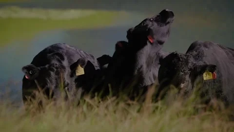 Farm / Ranch / Cows / Cattle run into field on farm / Slow motion Stock Footage 145788542