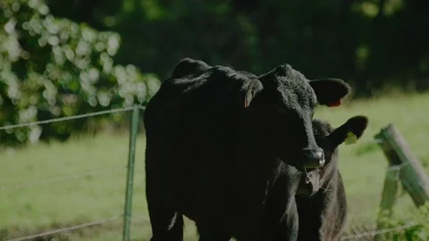 Farm / Ranch / Cows / Cattle run into field on farm / Slow motion Stock Footage 145788543