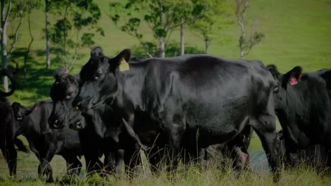 Farm / Ranch / Cows / Cattle run into field on farm / Slow motion Stock Footage 145788587