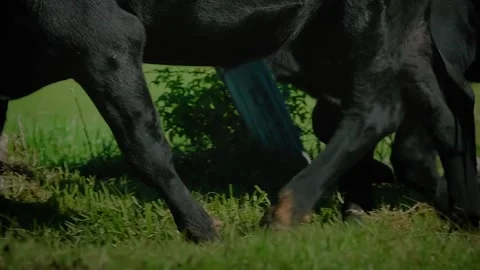 Farm / Ranch / Cows / Cattle run into field on farm / Slow motion Stock Footage 145788624