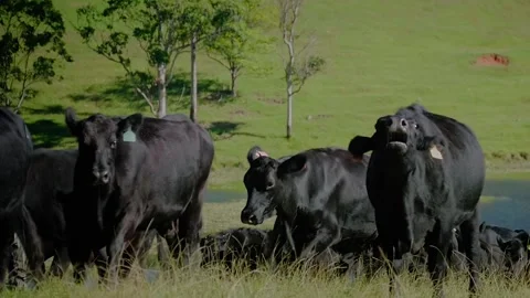 Farm / Ranch / Cows / Cattle run into field on farm / Slow motion Stock Footage 145788643