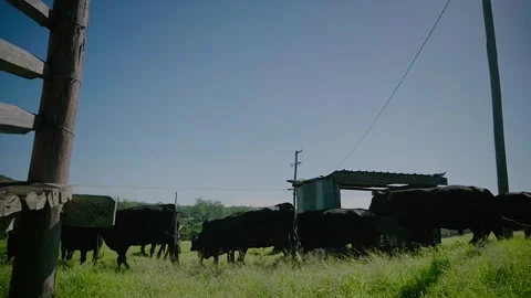 Farm / Ranch / Cows / Cattle run into field on farm / Slow motion Stock Footage 145788656