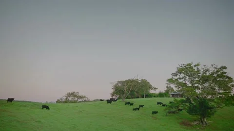 Farm / Ranch / Cows / Cattle run into field on farm sunset / sunrise Stock Footage 145791016