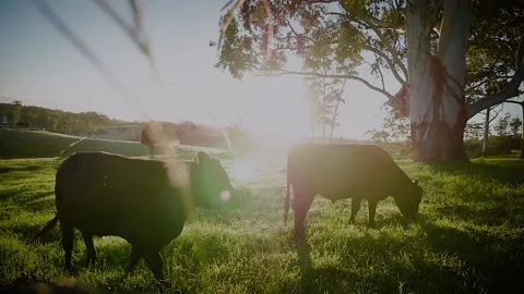 Farm / Ranch / Sunset / Sunrise / Cows / Cattle in field on farm / Slow motion Stock Footage 145788508