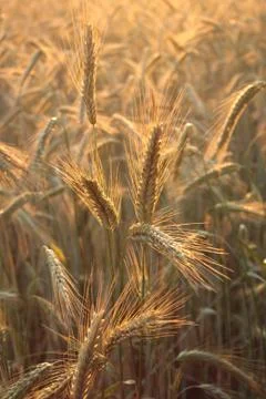 Farm rhye Stock Photos