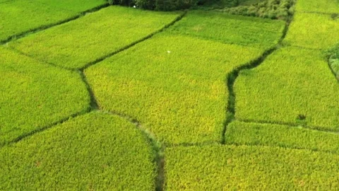 Farm Rice Stock Footage 238689110