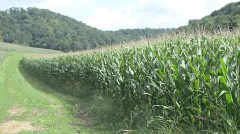 Farm Road Between Corn Fields 스톡 동영상 67295686
