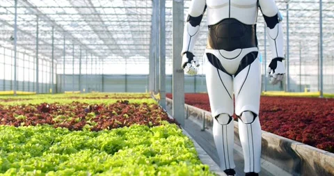 Farm robot assistant walking between rows of green and red salad at modern Stock Footage 248892355