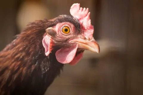 Farm Rooster Stock Photos
