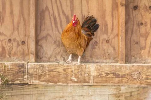 Farm Rooster Stock Photos