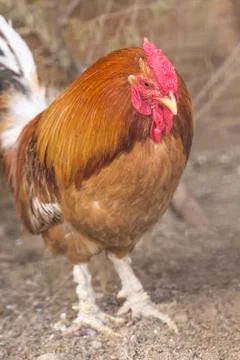 Farm Rooster Stock Photos