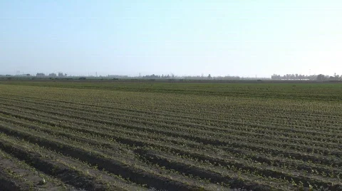 Farm rows pan right to left Stock-Footage 652402