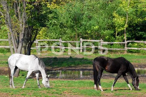 Farm scene with black and white horse.JPG Stock Photos