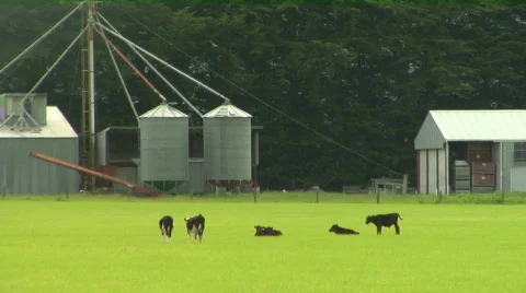 Farm setting cows 스톡 동영상 110816