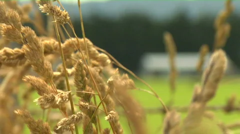 Farm setting Stock-Footage 110858