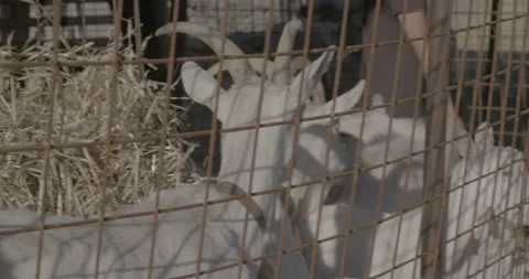 Farm Sheep. Stock Footage 171480870