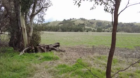 Farm with Sheep Grazing Stock Footage 188583160