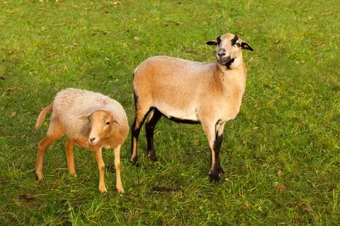 Farm sheep lambs Stock Photos